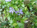 vinca